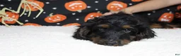 Cockapoo dogs for sale: Toffee  - Ad 7