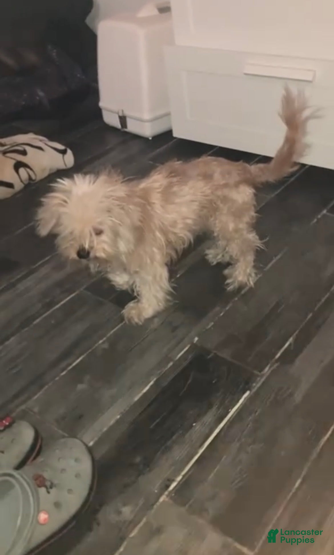 Yorkshire Terrier dogs Yorkshire Terrier Puppy 1 - Ad 1