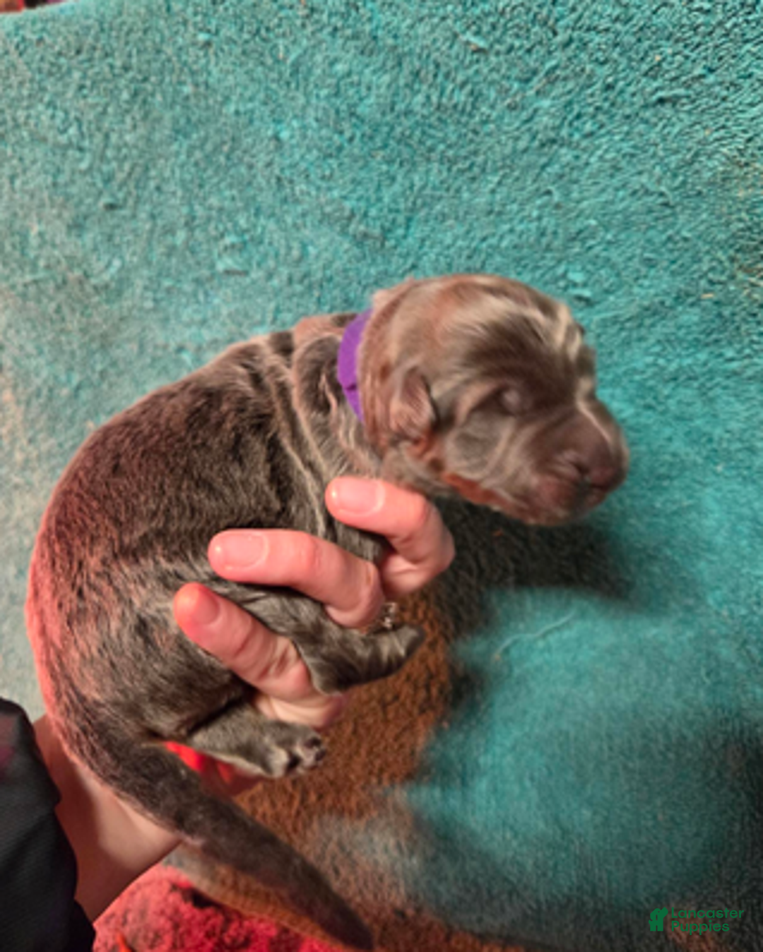 German Shepherd dogs for sale: Purple Collar Girl - Ad 2