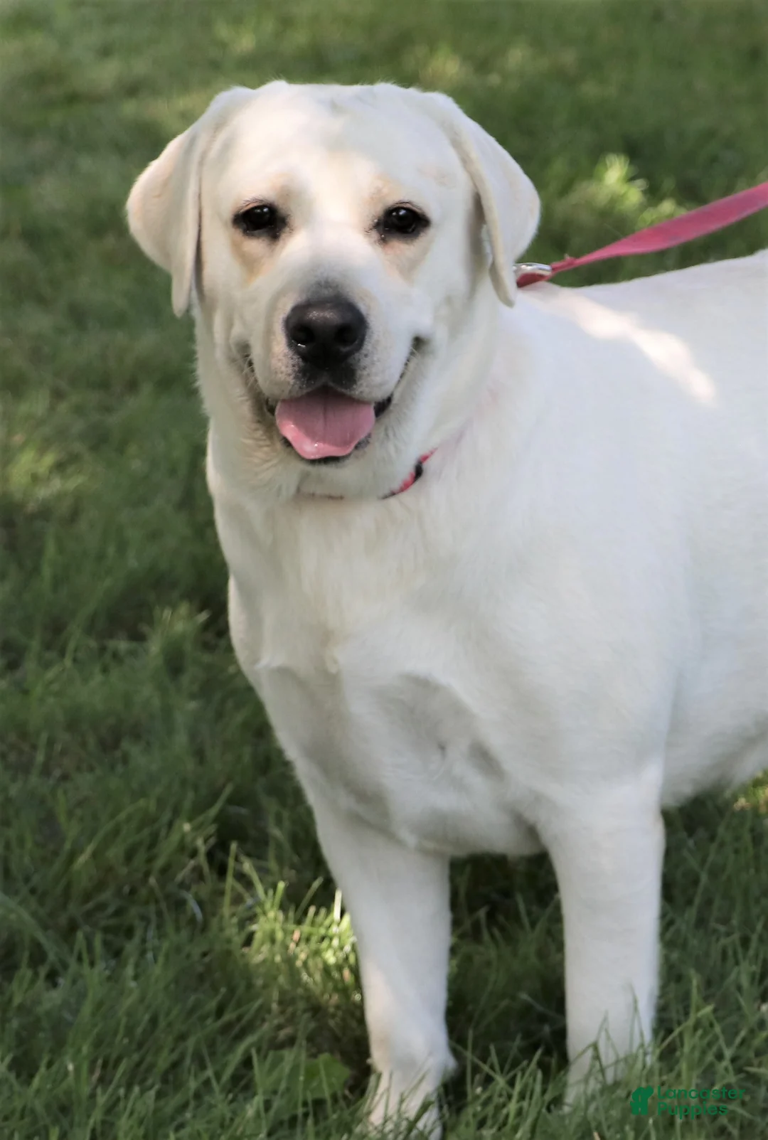 Labrador Retriever dogs for sale: Trixie - Ad 1