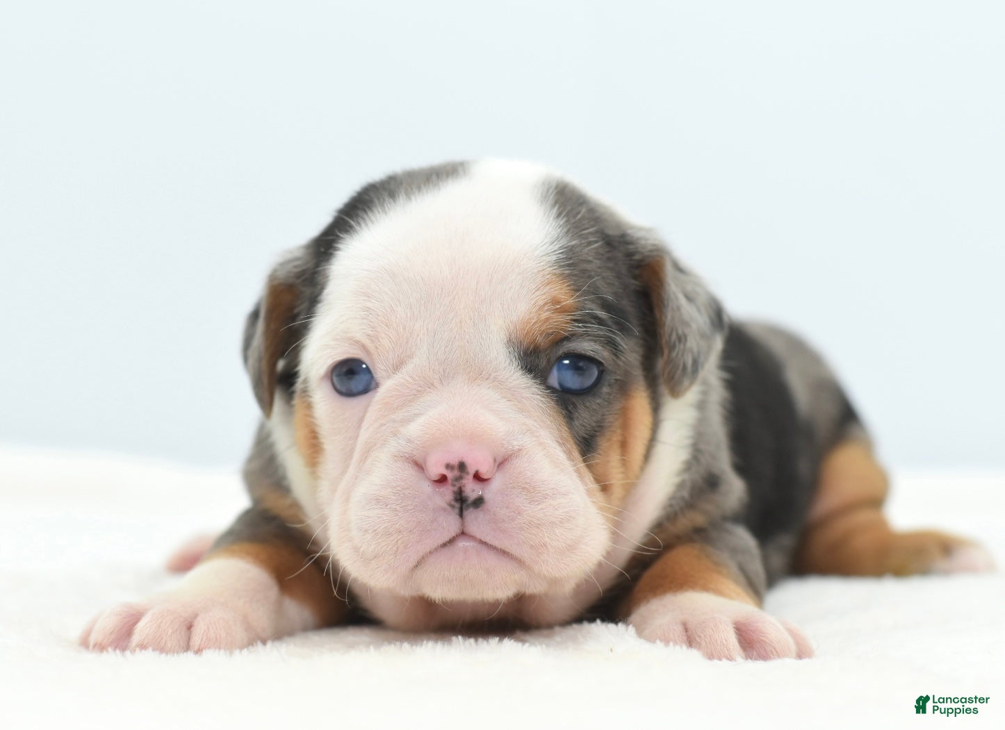 Mixed Breed dogs Rosie Merle koi pattern  - Ad 6