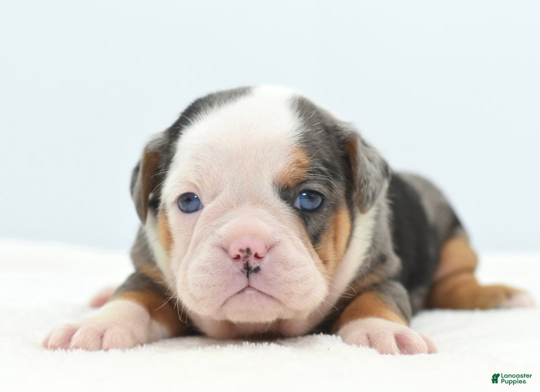 Mixed Breed dogs for sale: Rosie Merle koi pattern  - Ad 1