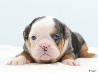 Mixed Breed dogs Rosie Merle koi pattern - Ad 4