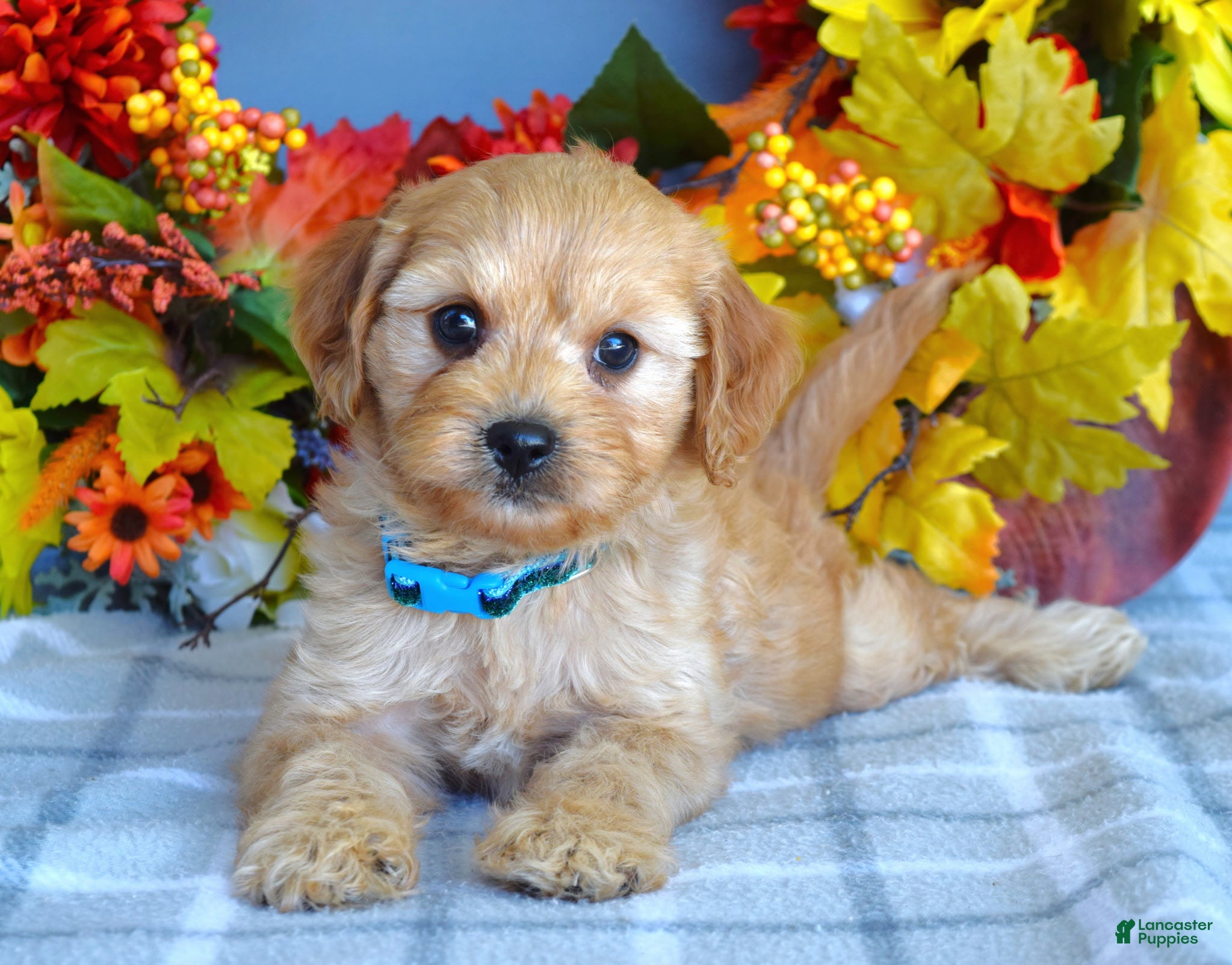 Cavapoo dogs Hudson - Ad 2