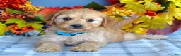 Cavapoo dogs for sale: Hudson - Ad 2
