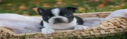 Boston Terrier dogs for sale: Cathy Boston Terrier  - Ad 3