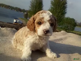 Cavapoo dogs Spot - Ad 14