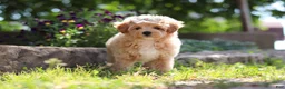 Maltipoo dogs for sale: Posie - Ad 2