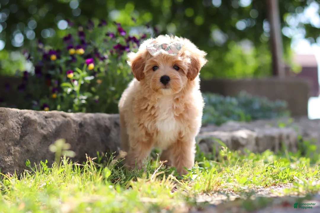 Maltipoo dogs for sale: Posie - Ad 2