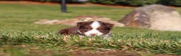 Miniature Australian Shepherd dogs for sale: Rudolph - Ad 6