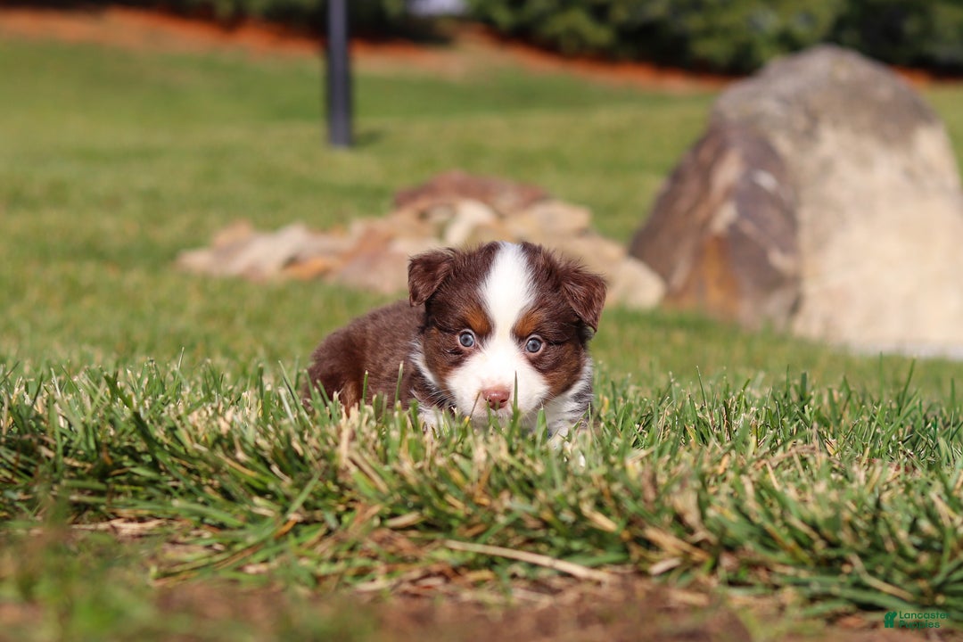 Miniature Australian Shepherd dogs for sale: Rudolph - Ad 6