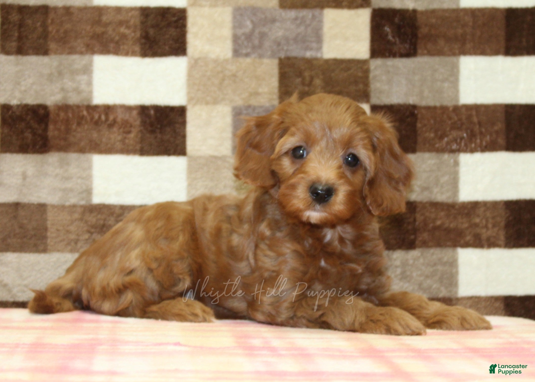 Cavapoo dogs Stella - Ad 2