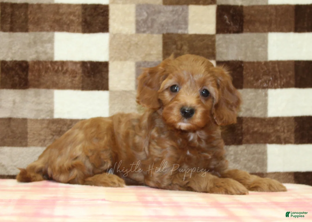 Cavapoo dogs for sale: Stella - Ad 2