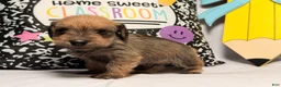 Mixed Breed dogs for sale: Grumpy  - Ad 6