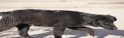 Mixed Breed dogs for sale: Toes M Black - Ad 7