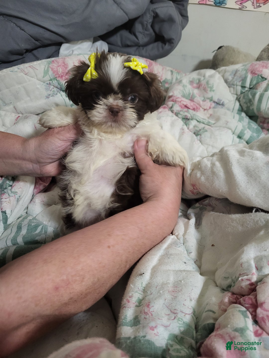 Gallery Image {{count}}