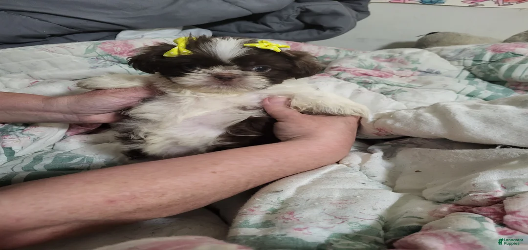 Gallery Image {{count}}