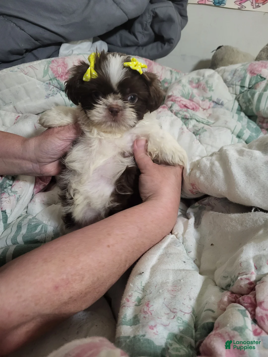 Gallery Image {{count}}