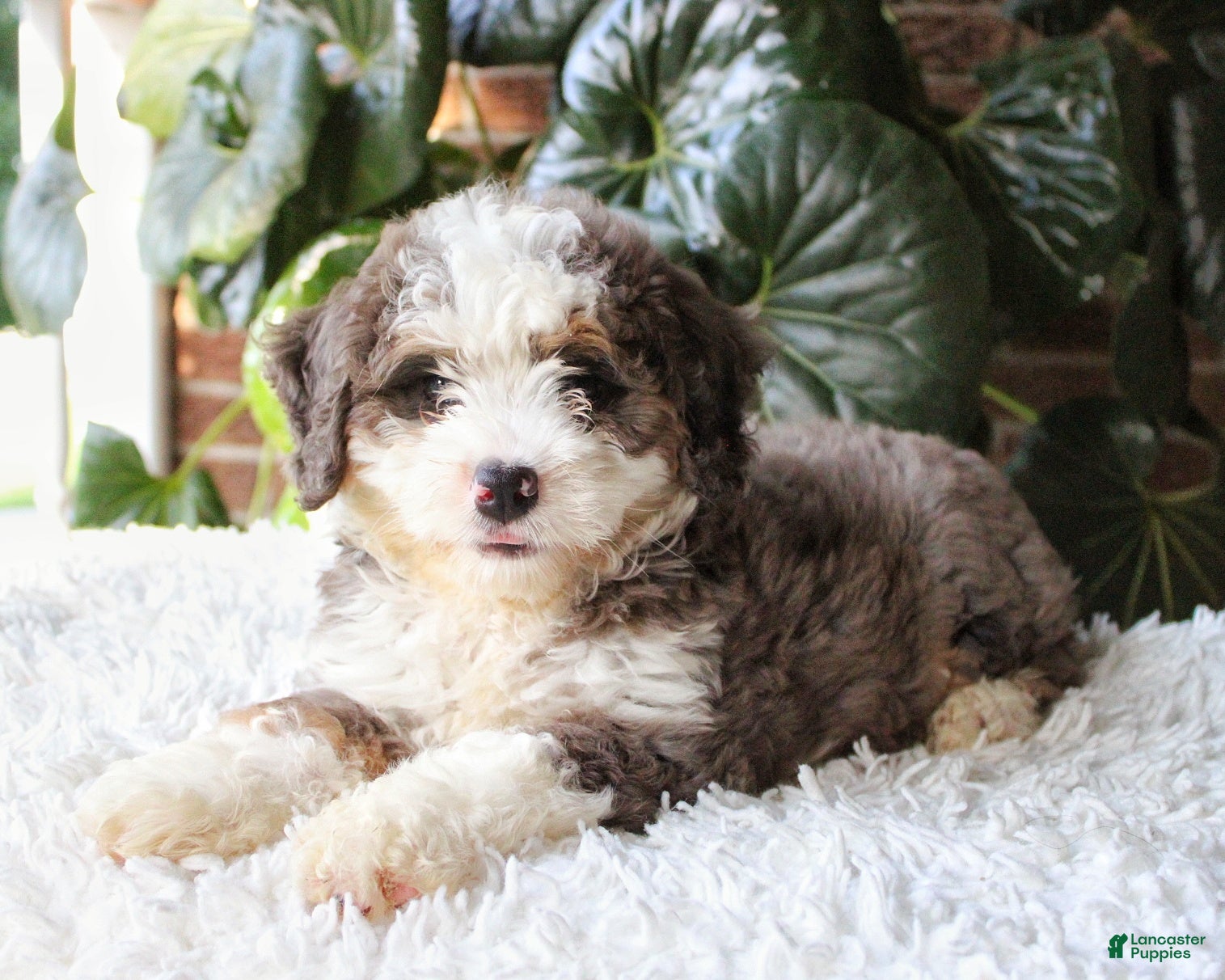 Mini Bernedoodle dogs Lexi - Ad 1