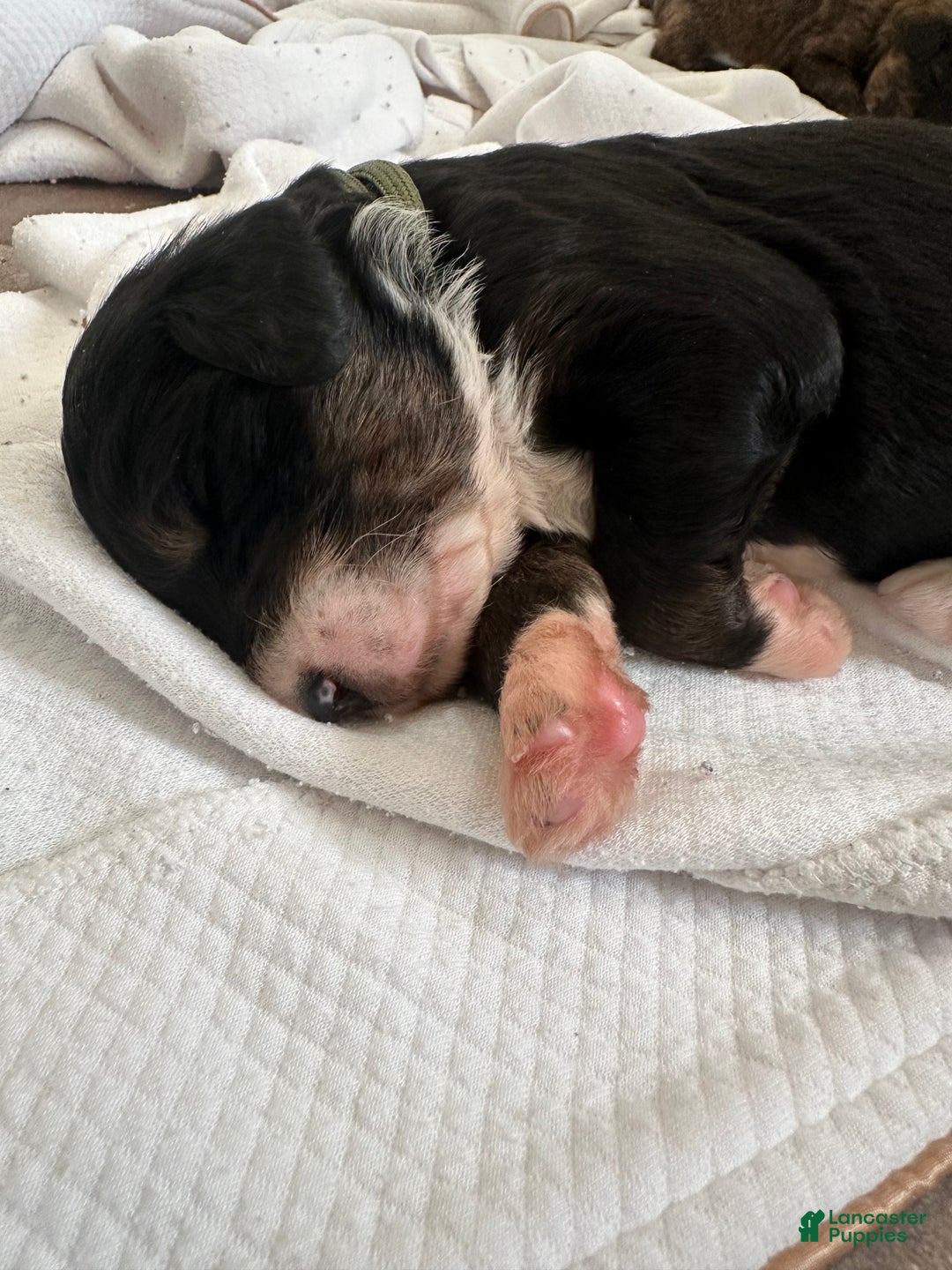 Mixed Breed dogs for sale: Male # 1 English Shepherd Doodle   - Ad 6