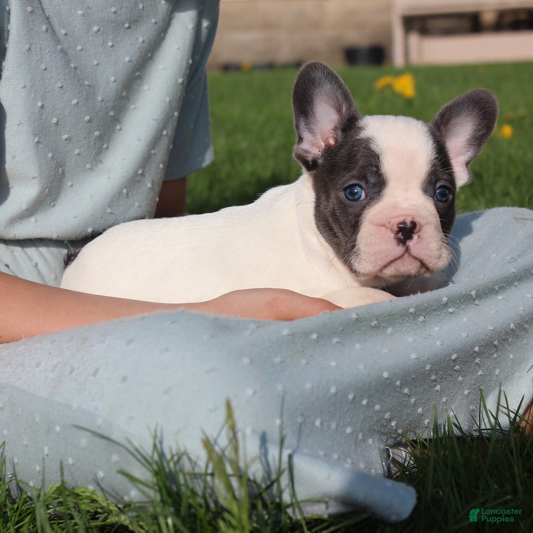 French Bulldog dogs for sale: Stiles - Ad 8