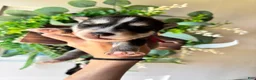Siberian Husky dogs for sale: Pink collar female - Ad 2