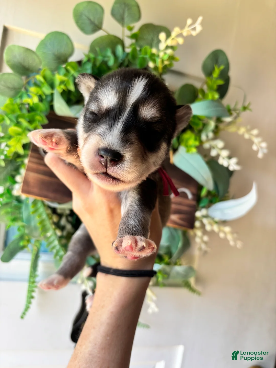 Siberian Husky dogs for sale: Pink collar female - Ad 2