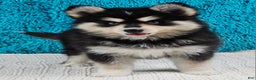 Pomsky dogs for sale: Shelby  - Ad 3