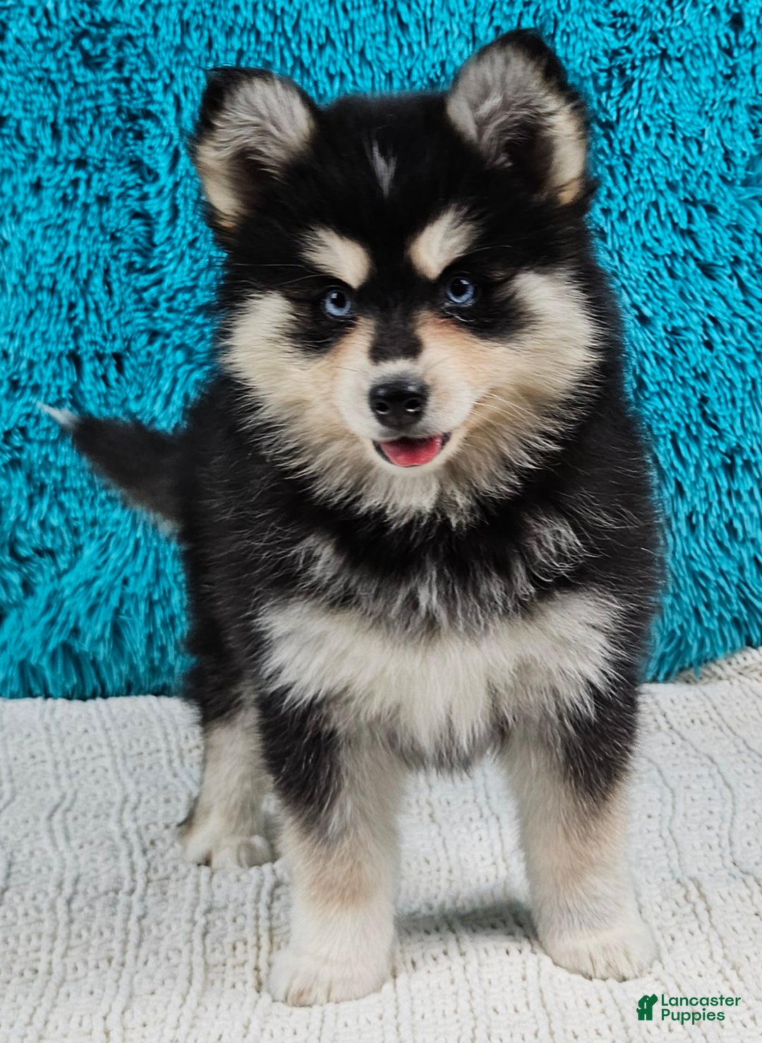 Pomsky dogs for sale: Shelby  - Ad 3