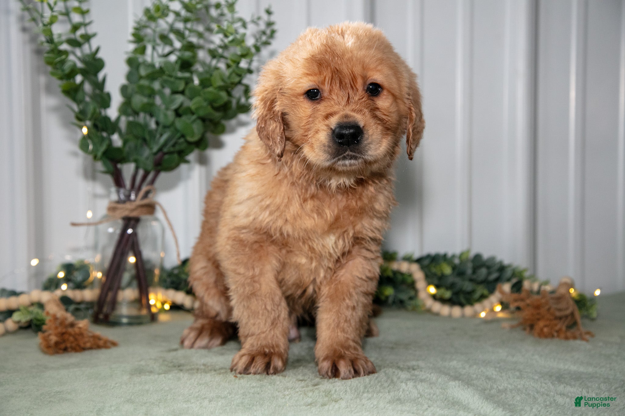 Golden Retriever dogs Harrison - Ad 1