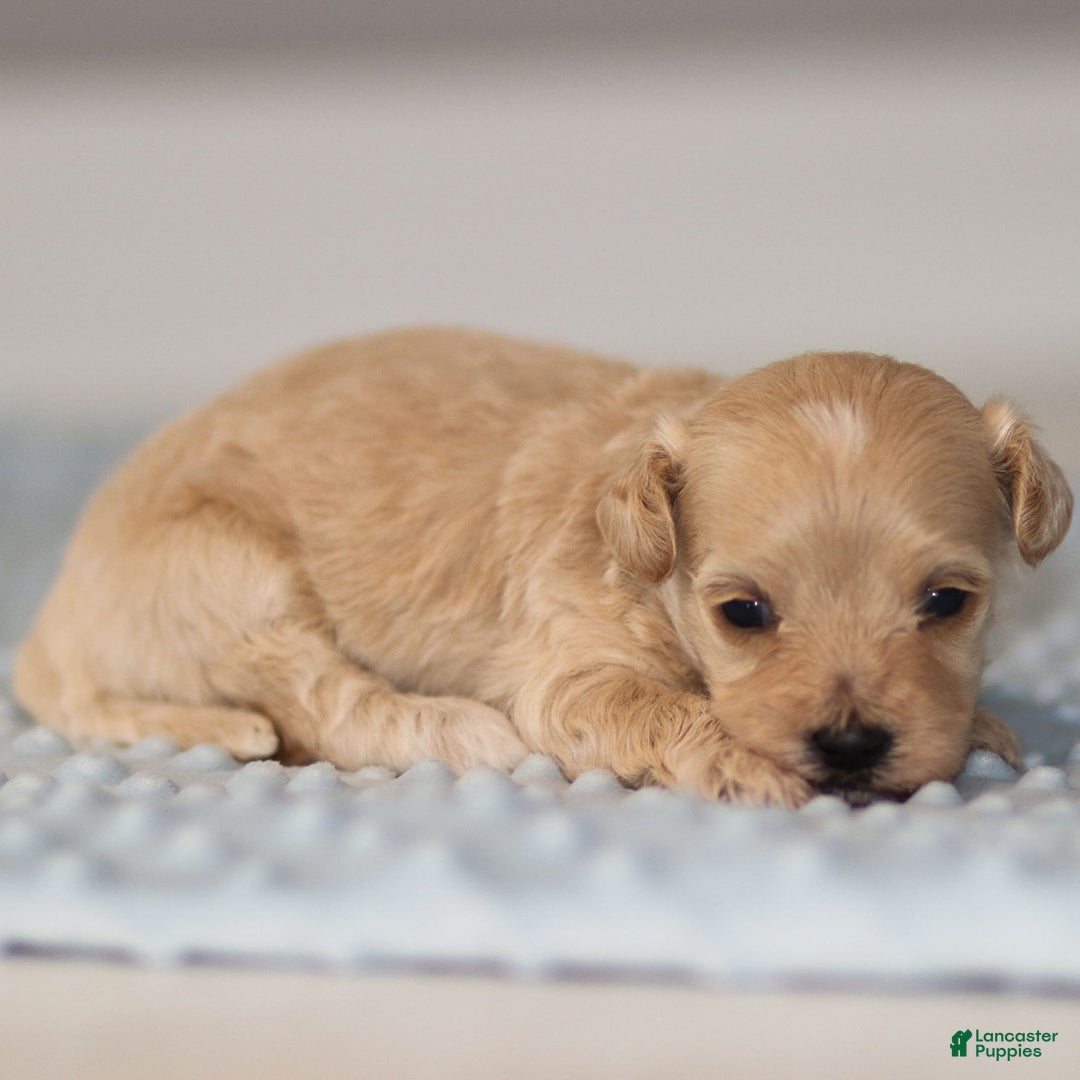 Maltipoo dogs for sale: Truffle - Ad 7