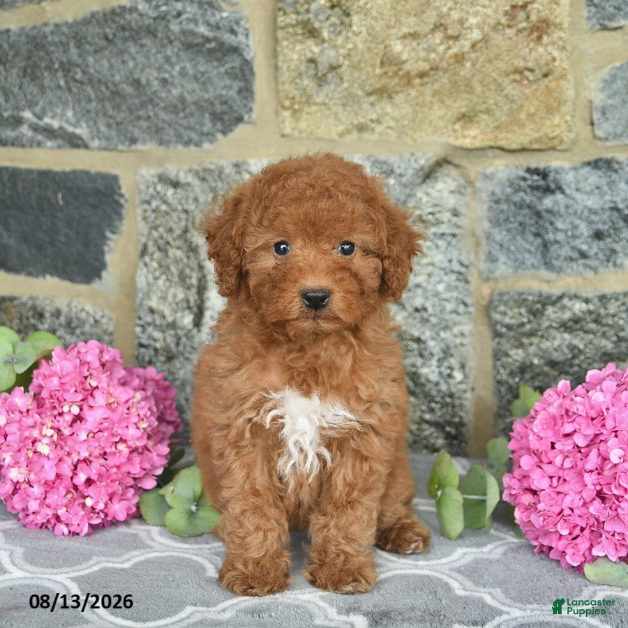 Miniature Poodle dogs Isabella  - Ad 1