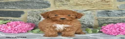 Miniature Poodle dogs for sale: Isabella  - Ad 1