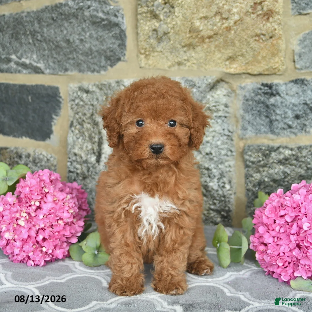 Miniature Poodle dogs for sale: Isabella  - Ad 1