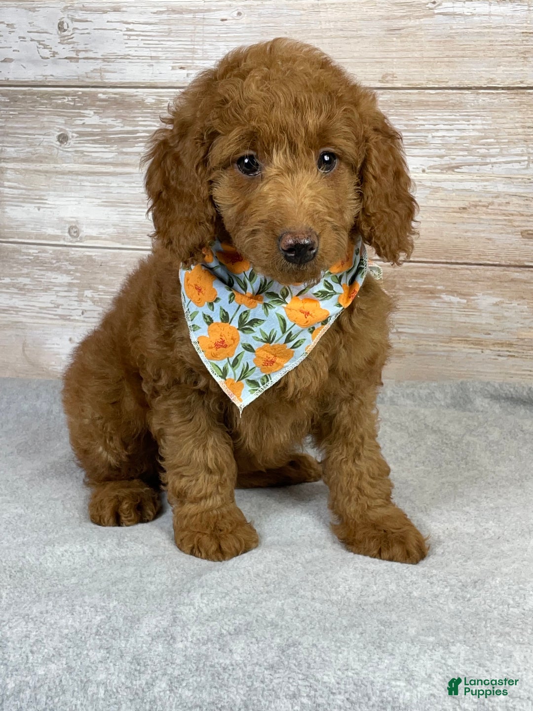 Goldendoodle dogs for sale: Goldendoodle Puppy 2 - Ad 2