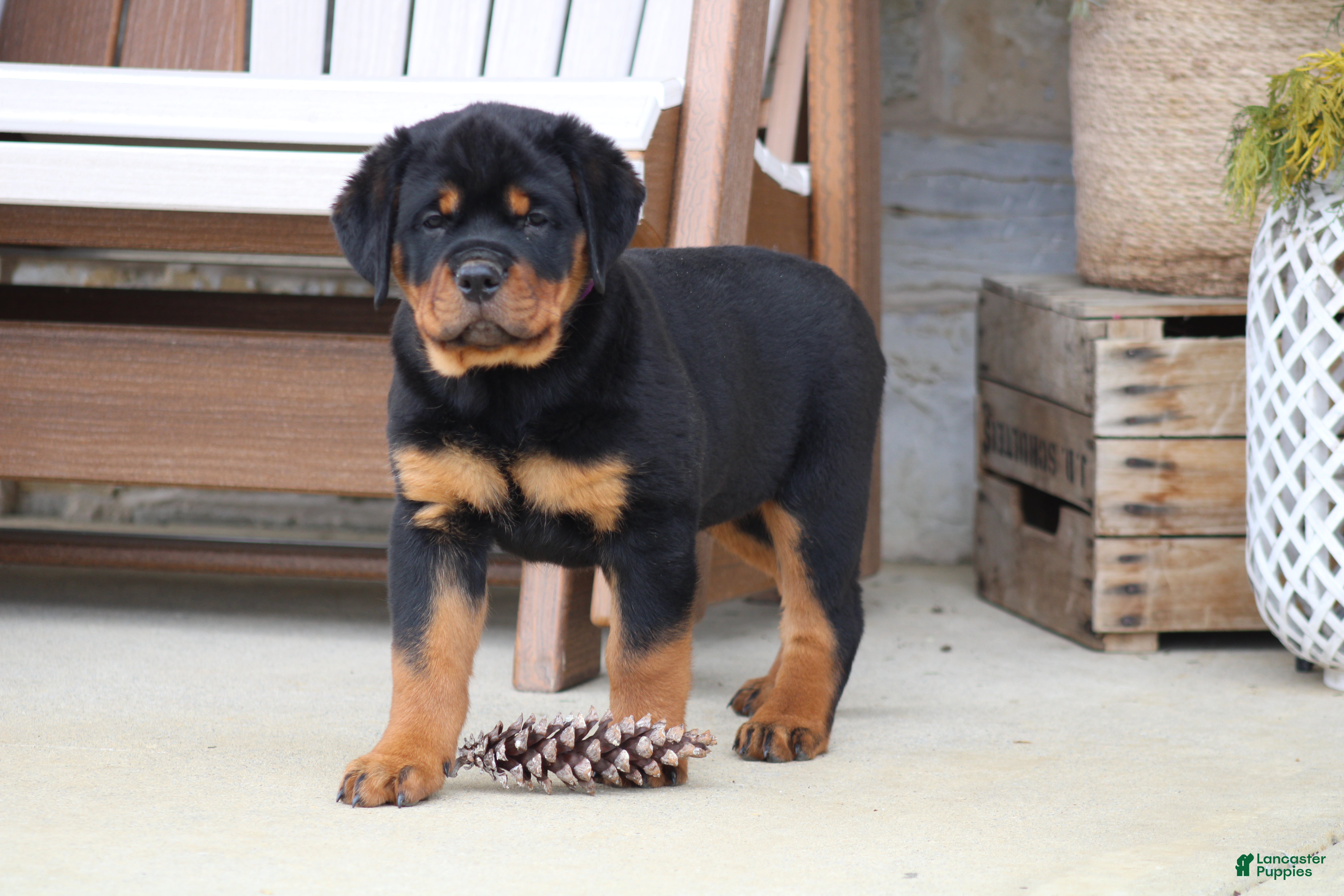 Rottweiler dogs Haven - Ad 37