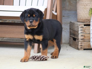 Rottweiler dogs Haven - Ad 40