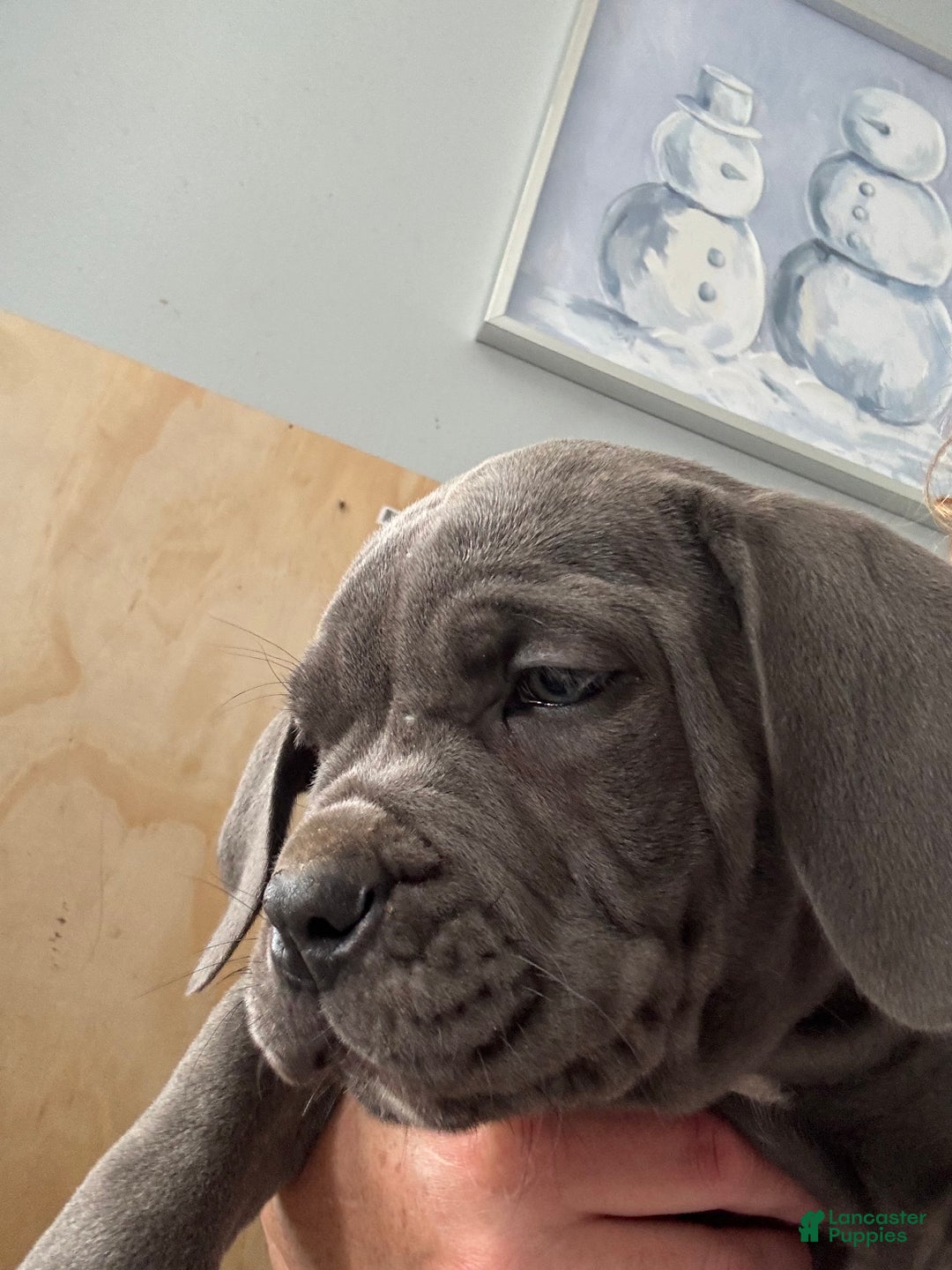 Cane Corso dogs for sale: Cane Corso Puppy 3 - Ad 3