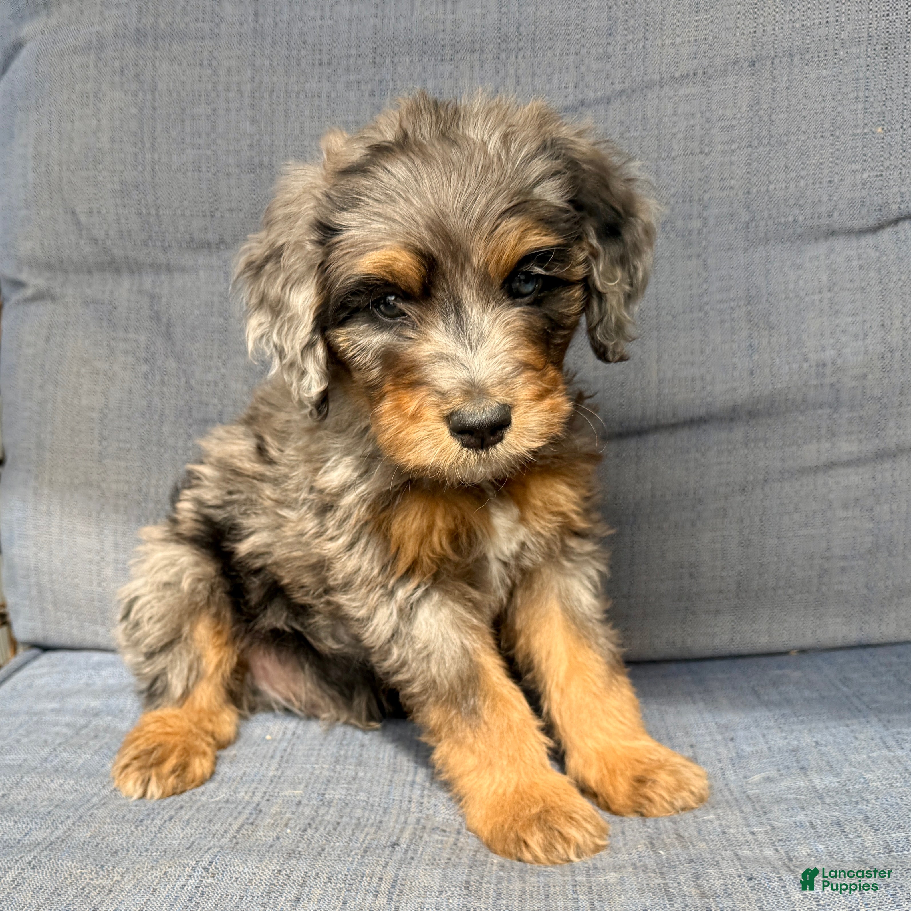 Bernedoodle dogs Freddie - Ad 1