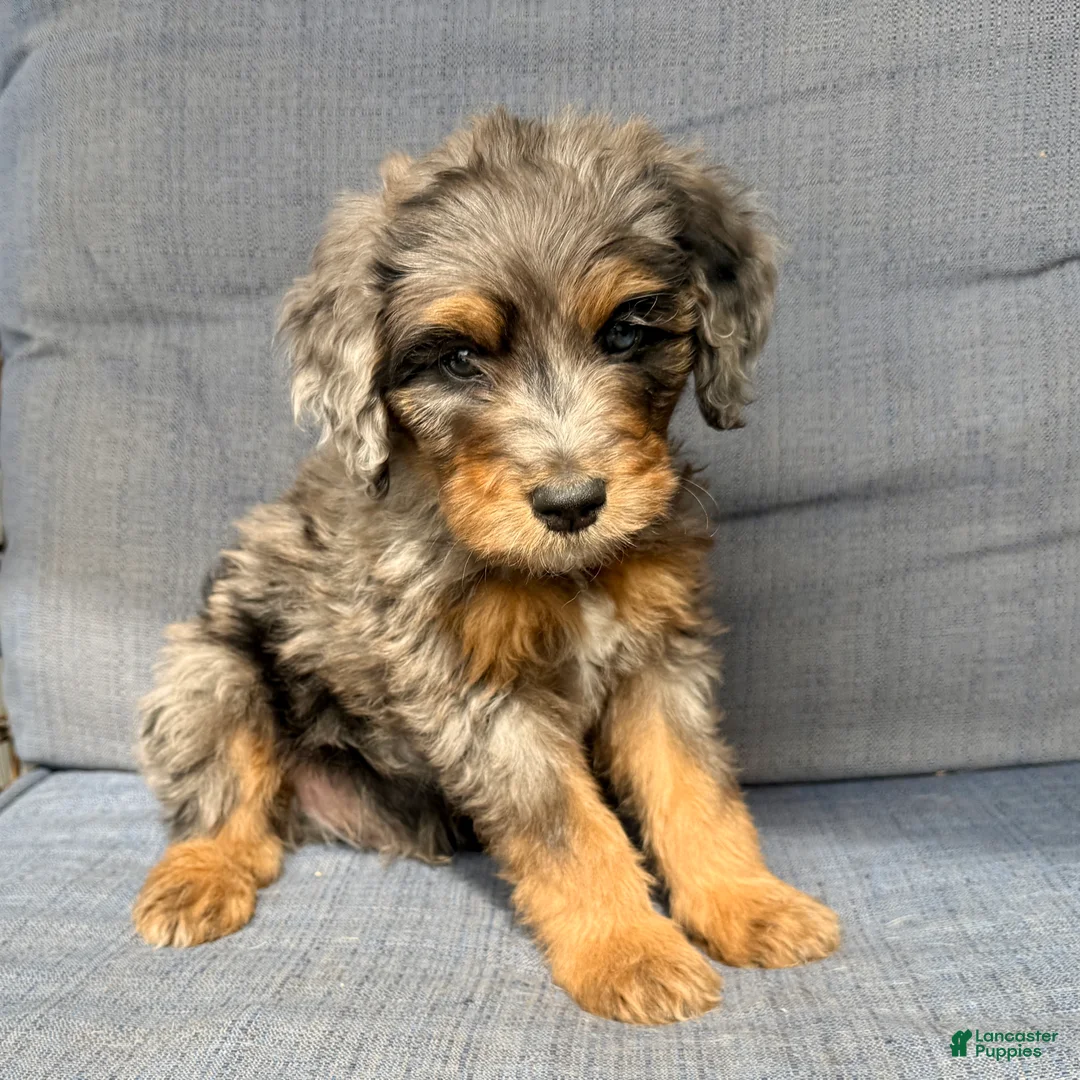 Bernedoodle dogs for sale: Freddie - Ad 1