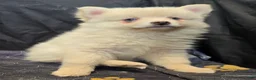 Pomsky dogs for sale: Cream boy 2 - Ad 6