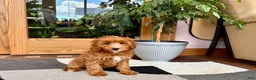 Cavapoo dogs for sale: Cavapoo 1 - Ad 12