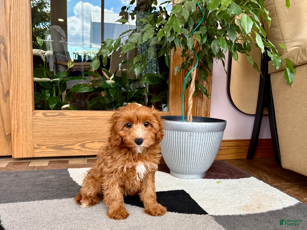 Cavapoo dogs for sale: Cavapoo 1 - Ad 12
