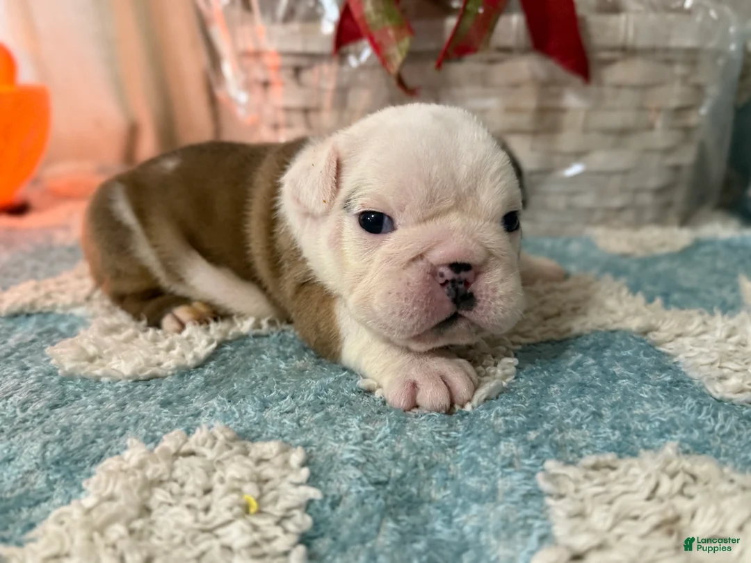 English Bulldog dogs for sale: English Bulldog Puppy 2 - Ad 5