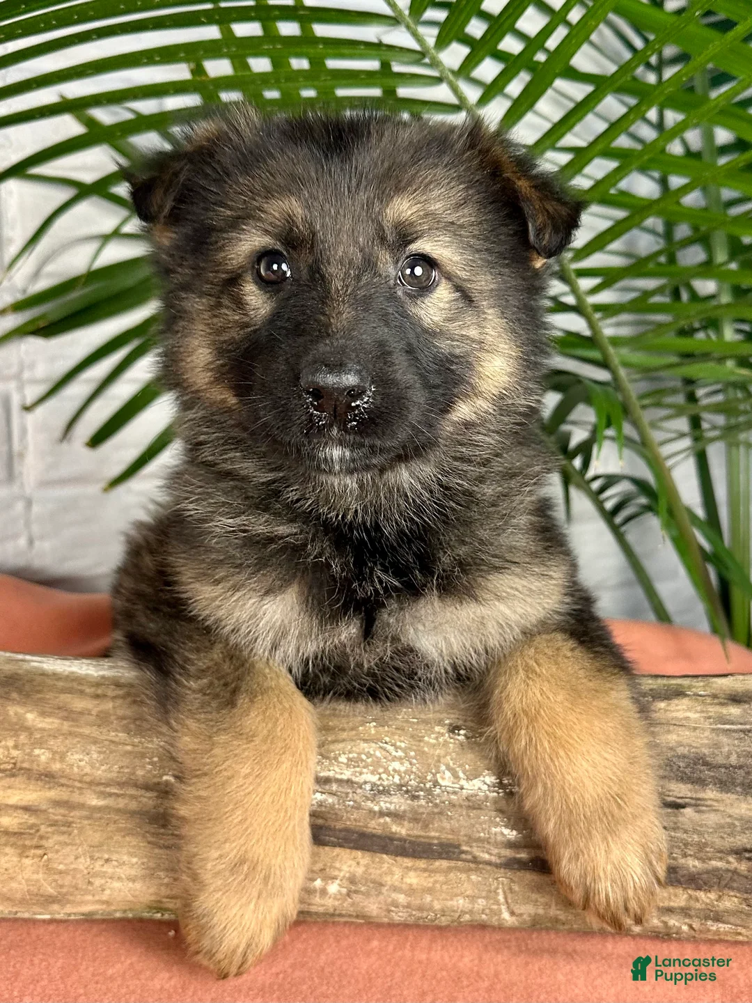 German Shepherd dogs for sale: Oakley - Ad 6