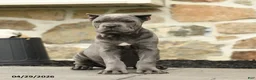 Cane Corso dogs for sale: Pipper - Ad 3