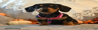 Penny