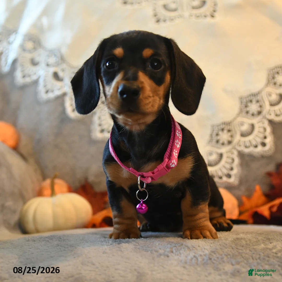 Dachshund dogs for sale: Penny - Ad 1