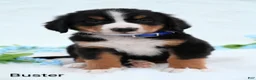 Bernese Mountain Dog dogs for sale: Buster  - Ad 5