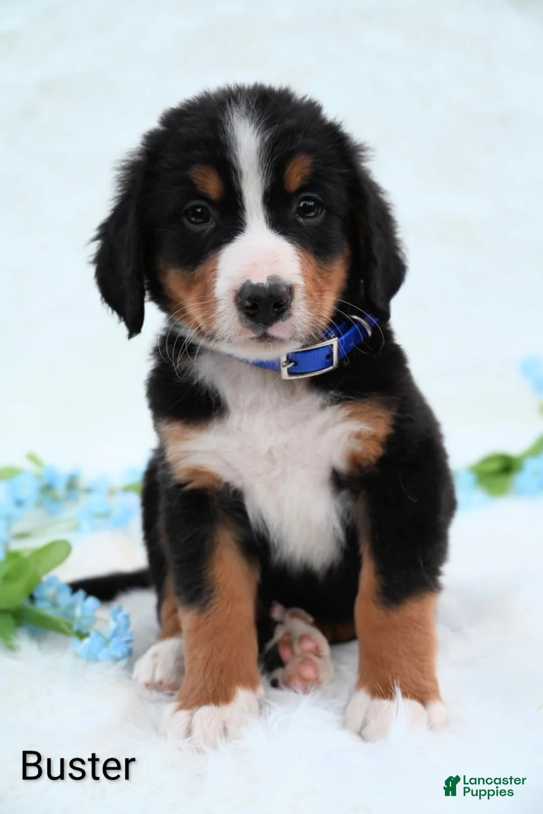Bernese Mountain Dog dogs for sale: Buster  - Ad 5